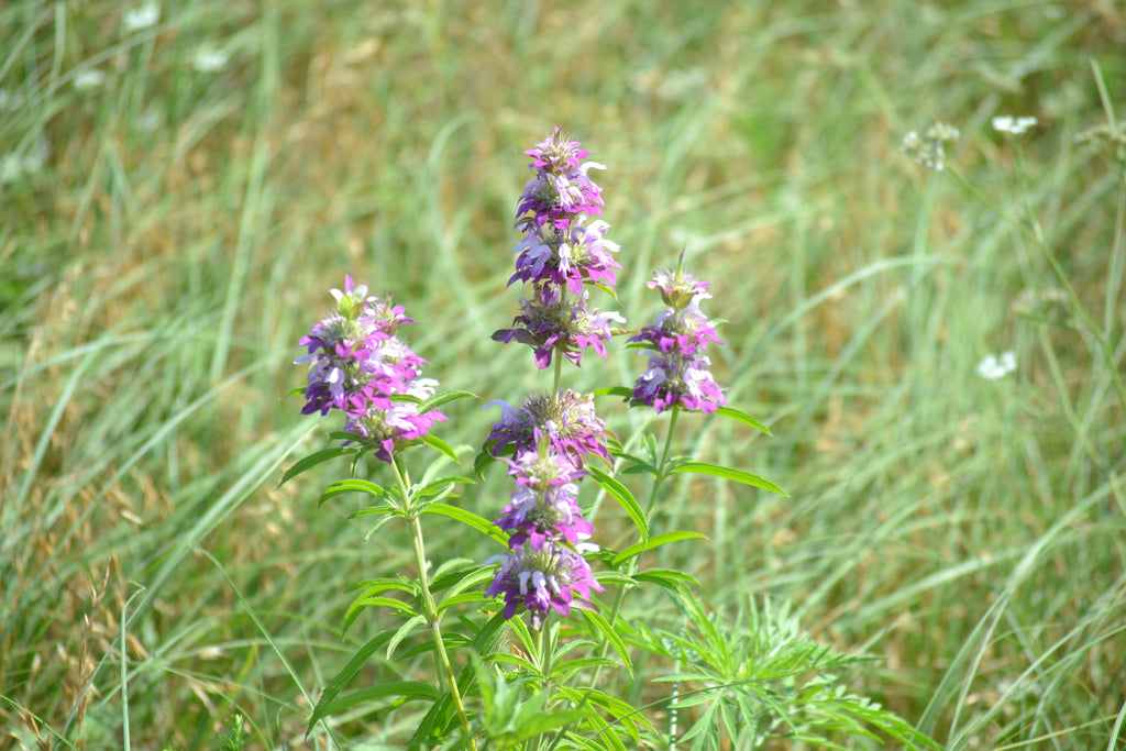 Monarda citriodora (Lemon Beebalm)