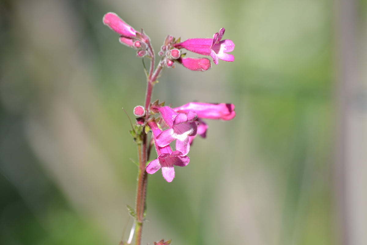 Penstemon triflorus Scarlet penstemon