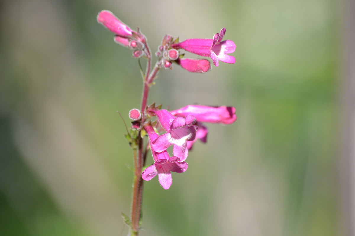 Penstemon triflorus Scarlet penstemon