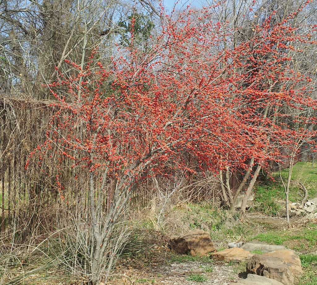 Possumhaw holly (Ilex decidua)