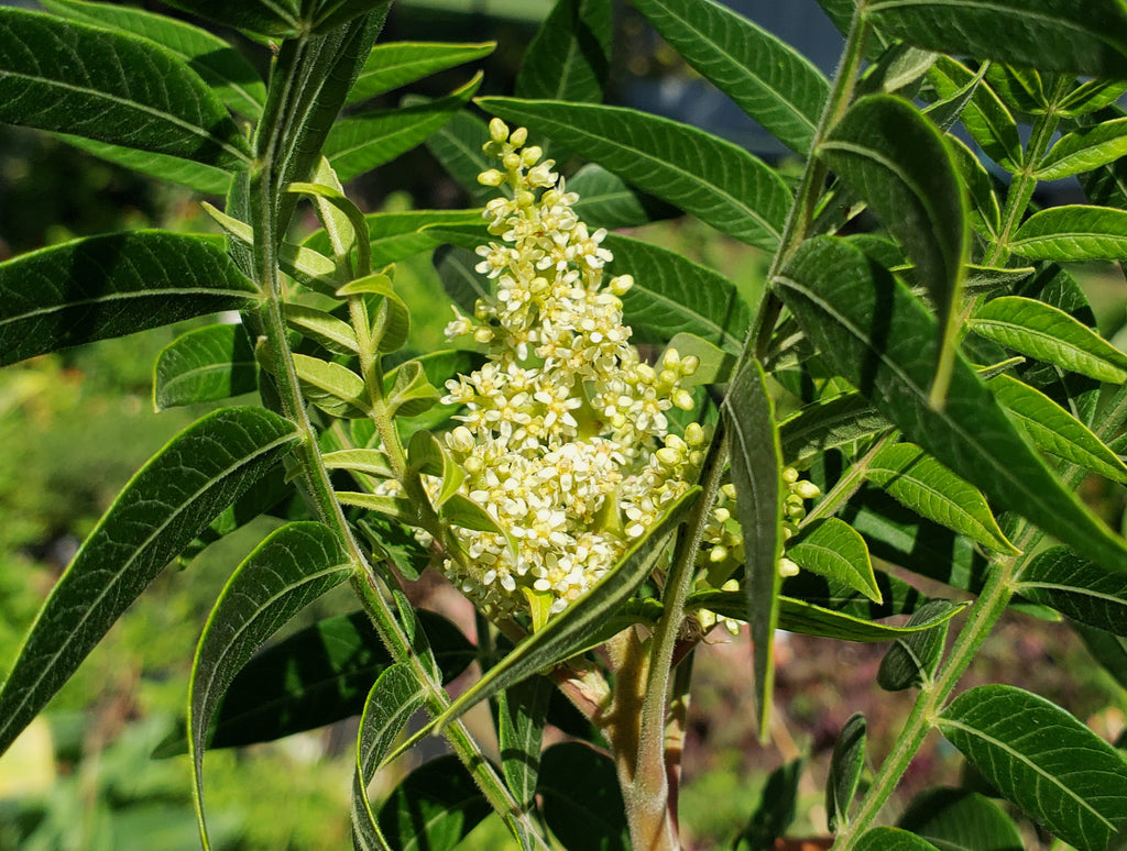 Sumac, prairie flameleaf (Rhus lanceolata)