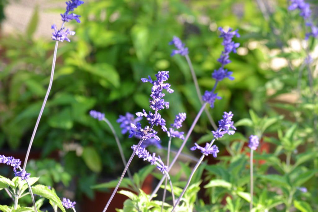 Salvia 'Henry Duelberg' (Salvia farinacea 'Henry Duelberg')