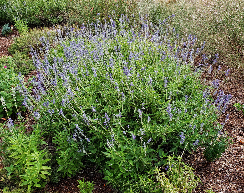 Salvia 'Henry Duelberg' (Salvia farinacea 'Henry Duelberg')