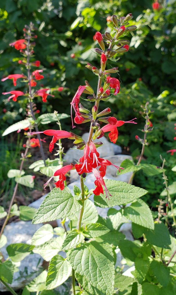 Scarlet Sage (Salvia coccinea)