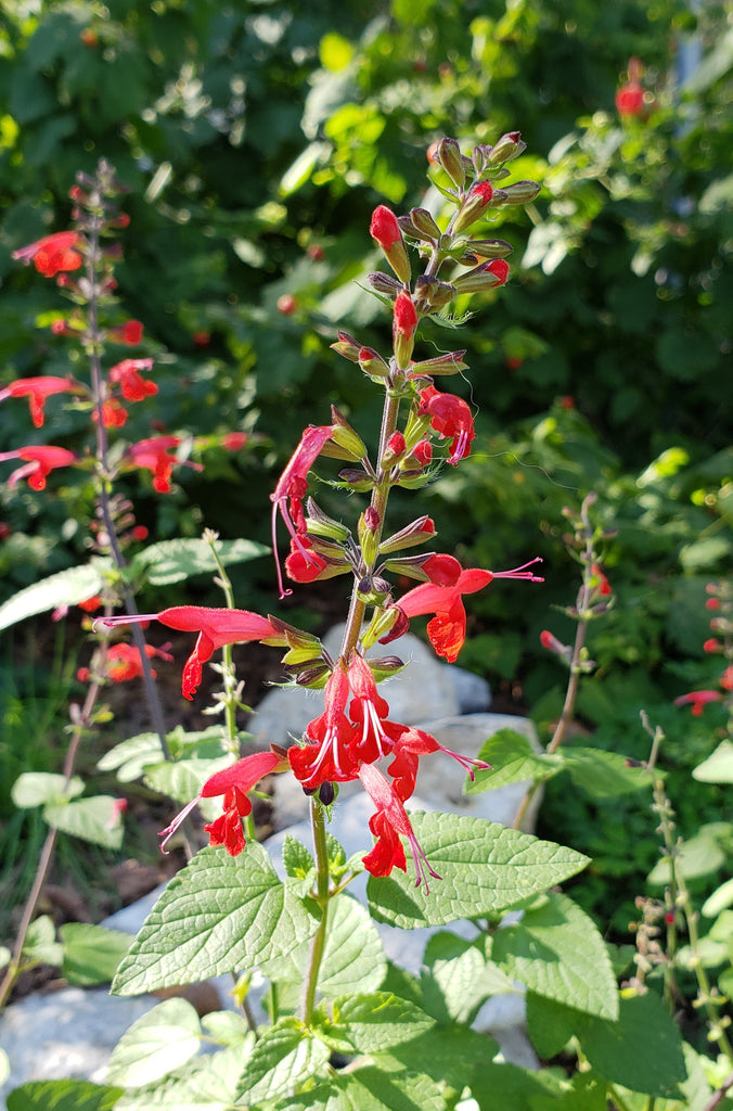 Scarlet Sage (Salvia coccinea)