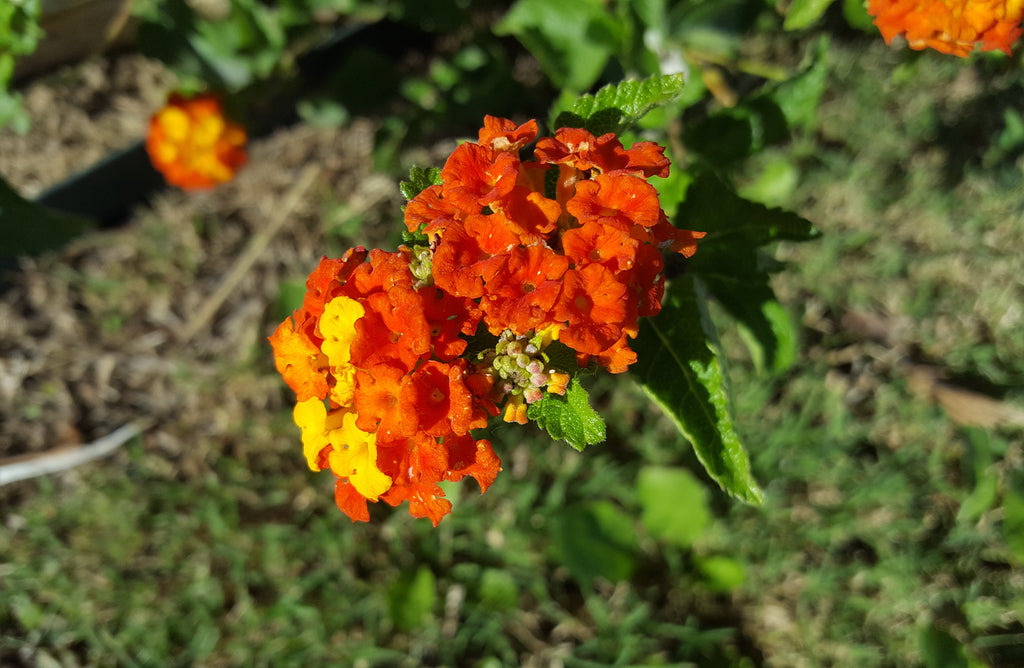 Texas lantana (Lantana urticoides)