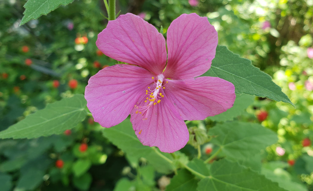 Pavonia lasiopetala (Rock Rose)