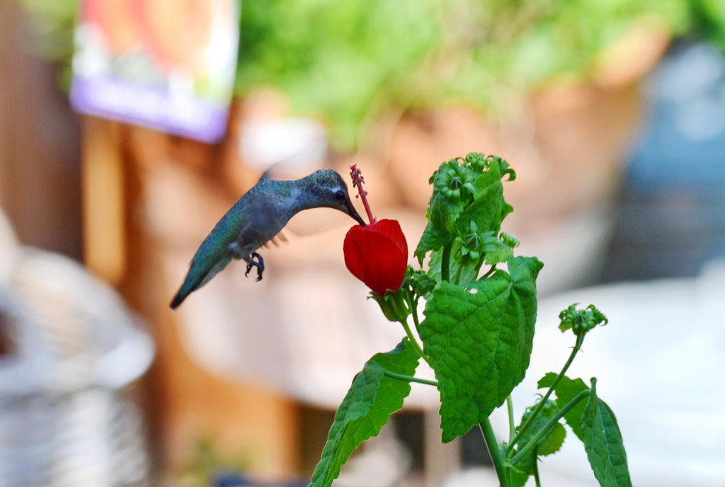 Turk's cap (Malvaviscus arboreus var. drummondii)