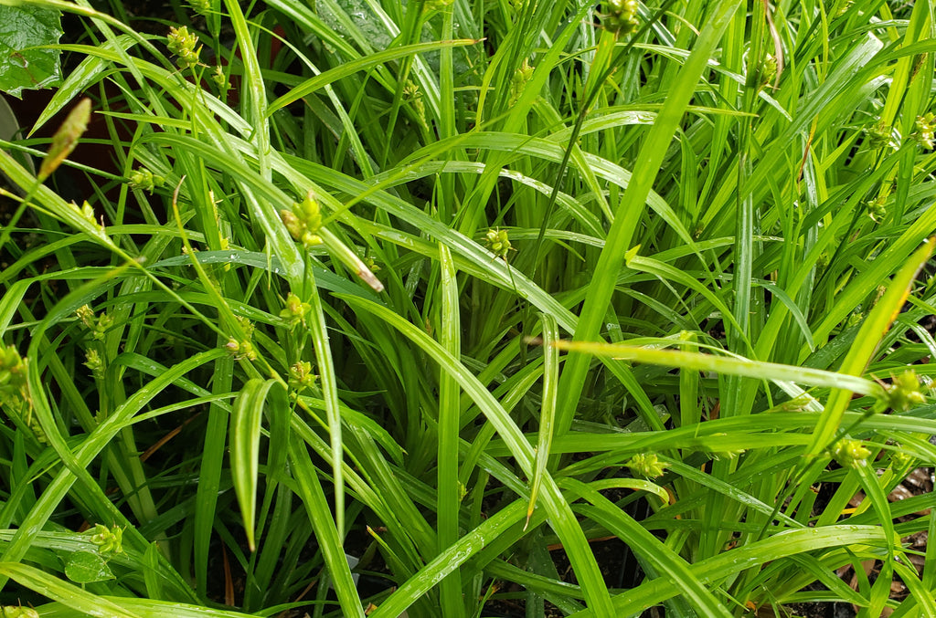 Woodland Sedge (Carex blanda)