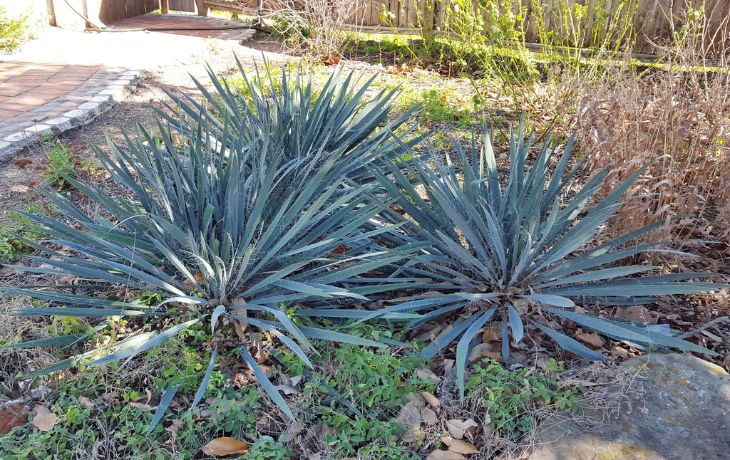 Yucca, Adam's needle (Yucca filamentosa)