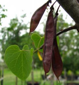 Texas Redbud (Cercis canadensis L. var. texensis)