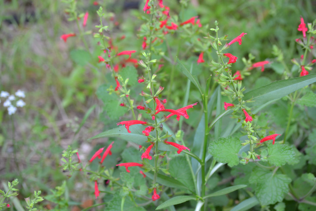 Sage, cedar (Salvia roemeriana)