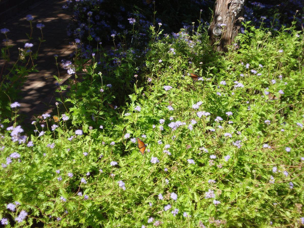 Gregg's Mistflower (Conoclinium greggii)