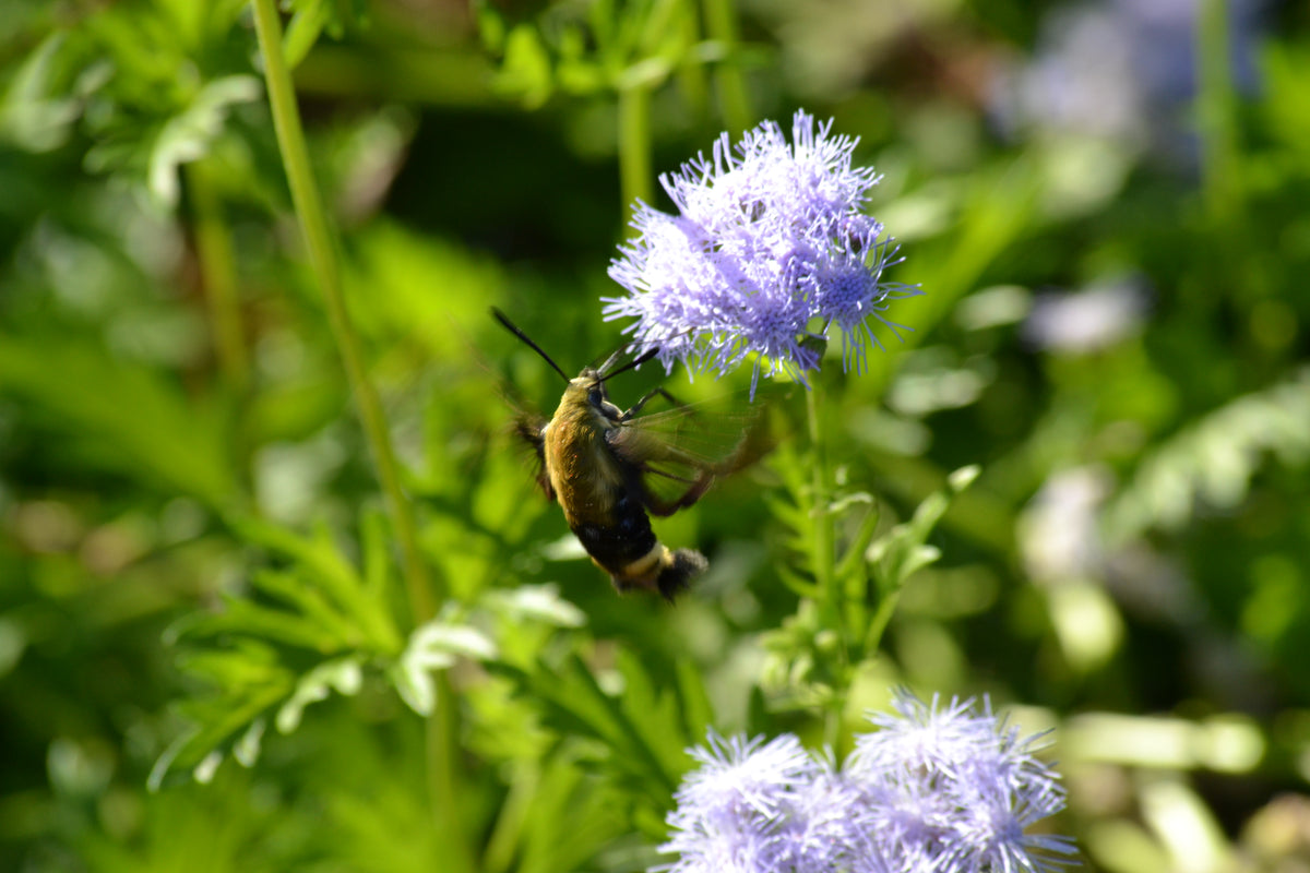 Gregg's Mistflower (Conoclinium greggii)