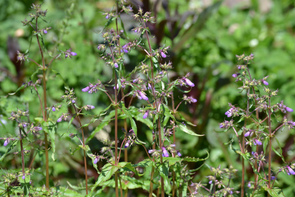 Gulf Coast Penstemon (Penstemon tenuis)