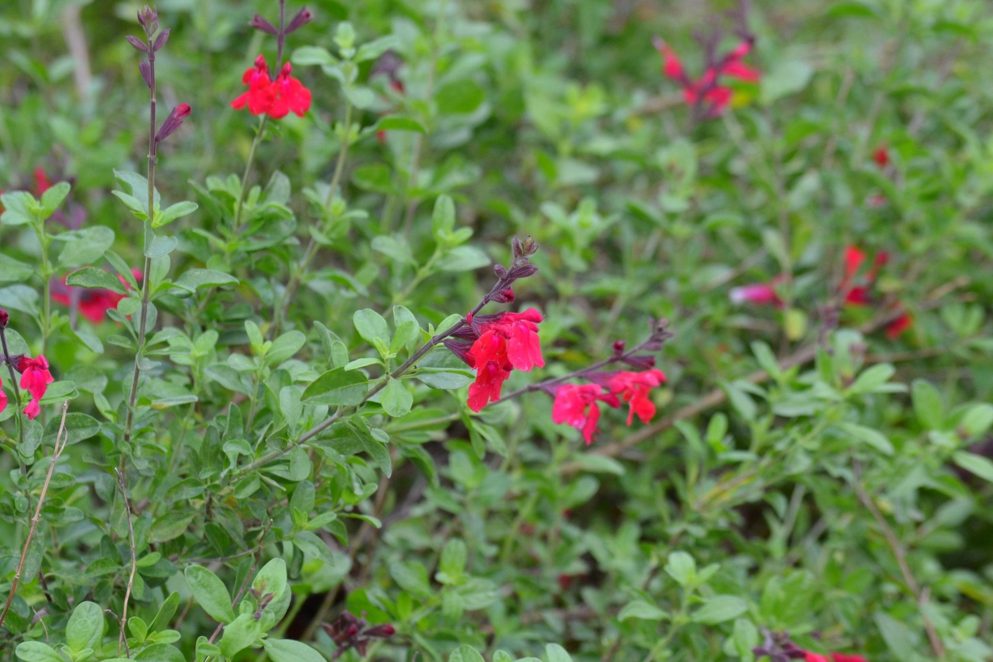 Salvia greggii red (Autumn Sage red)