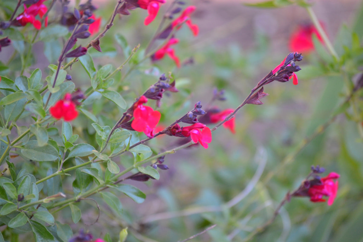 Salvia greggii red (Autumn Sage red)